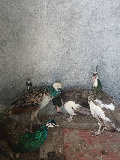 2 Peacocks male Blak and blue pied shoulder for sell