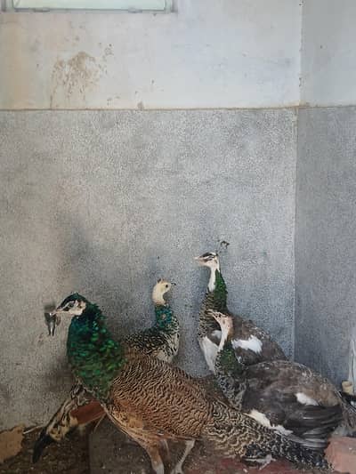 2 Peacocks male Blak and blue 1 pied femal for sell