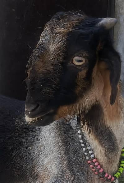 Smarty Bakra For Seal Mashallha Bht Acha bakra ha0/3/1/5/2/8/2/2/7/2/2