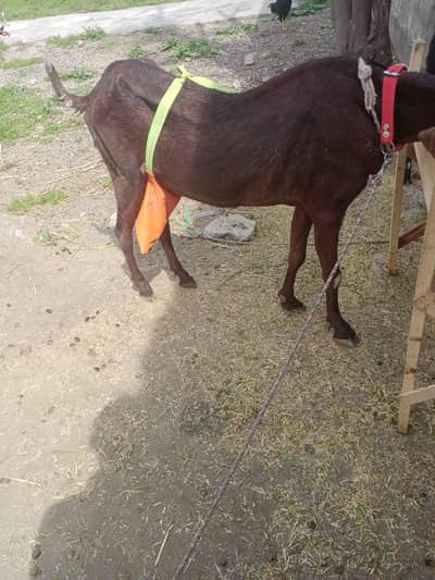 goat with 2 baby male and female