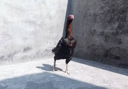 Mature Thai-Aseel Cross Female - Heavy Size & Active