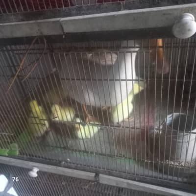 long neck duck / Duck / chicks