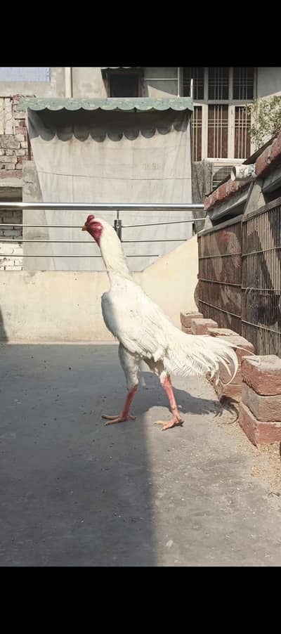 White Shamo Breeder Pair