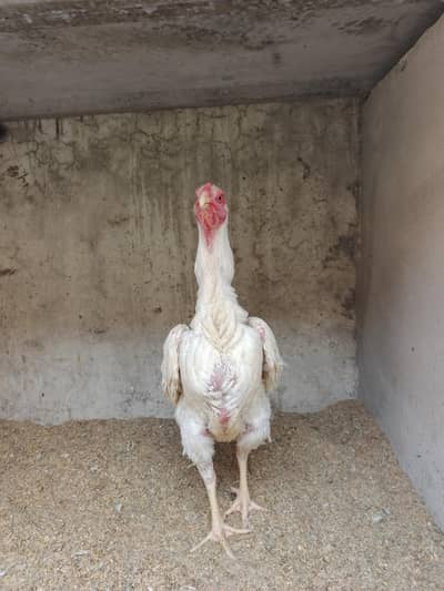 White Shamo female hsn breed