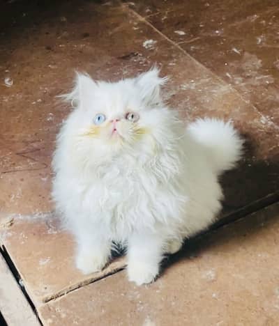 Imported CFA Lines Peke Kitten