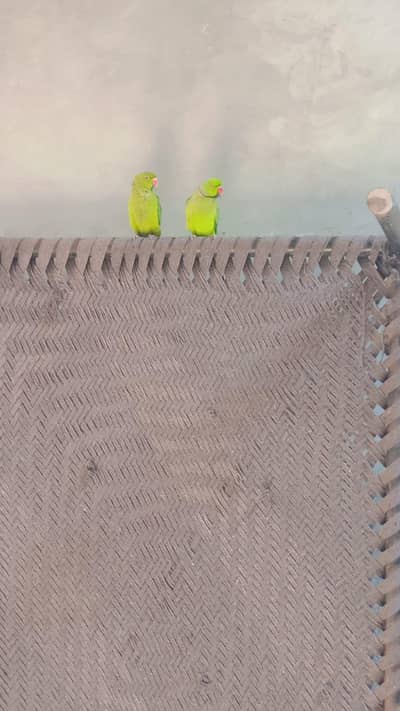 ring reck 03017014548