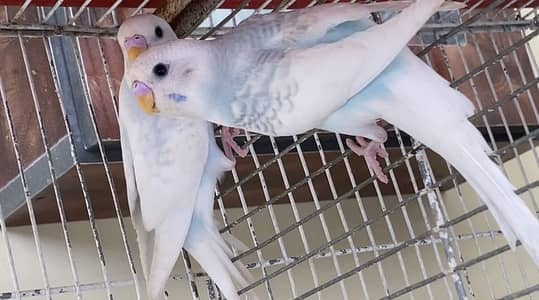 Home breed best quality