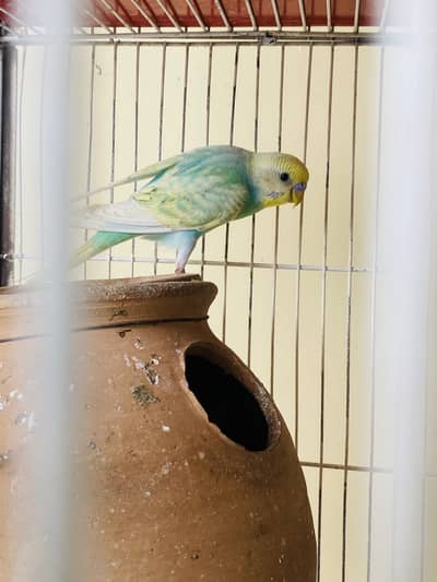 Home breed best quality