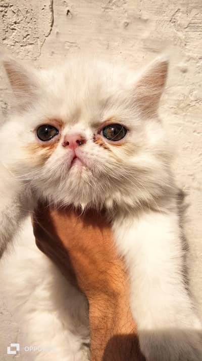 Persian Female Kitten