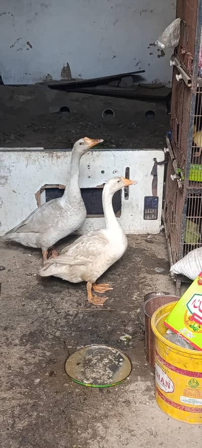long neck duck / Duck / chicks