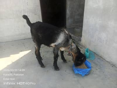 Smarty Bakra For Seal Mashallha Bht Acha bakra ha0/3/1/5/2/8/2/2/7/2/2