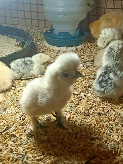 Fancy Hens Chicks Available 0332-4153261