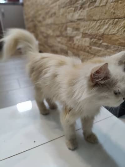 Persian Cat  (Urgent Sale) (karachi)