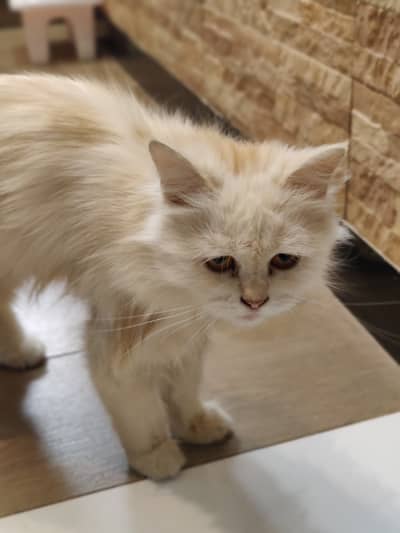 Persian Cat  (Urgent Sale) (karachi)