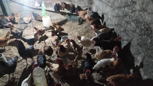 Golden Misri fresh starter hens for sale. . kg ka hisab sa bhi ava