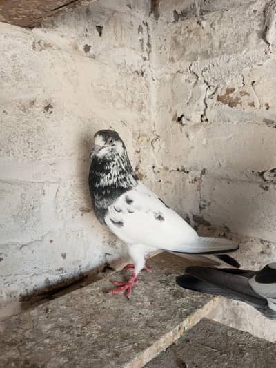 breeder setup for sale