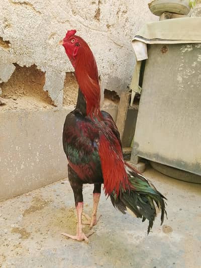 mashallah out quality shamo ?