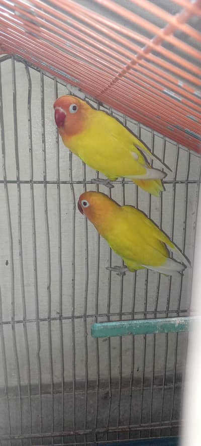 Lutino Personata Pair