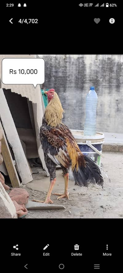 2 male Aseel available reasonable price