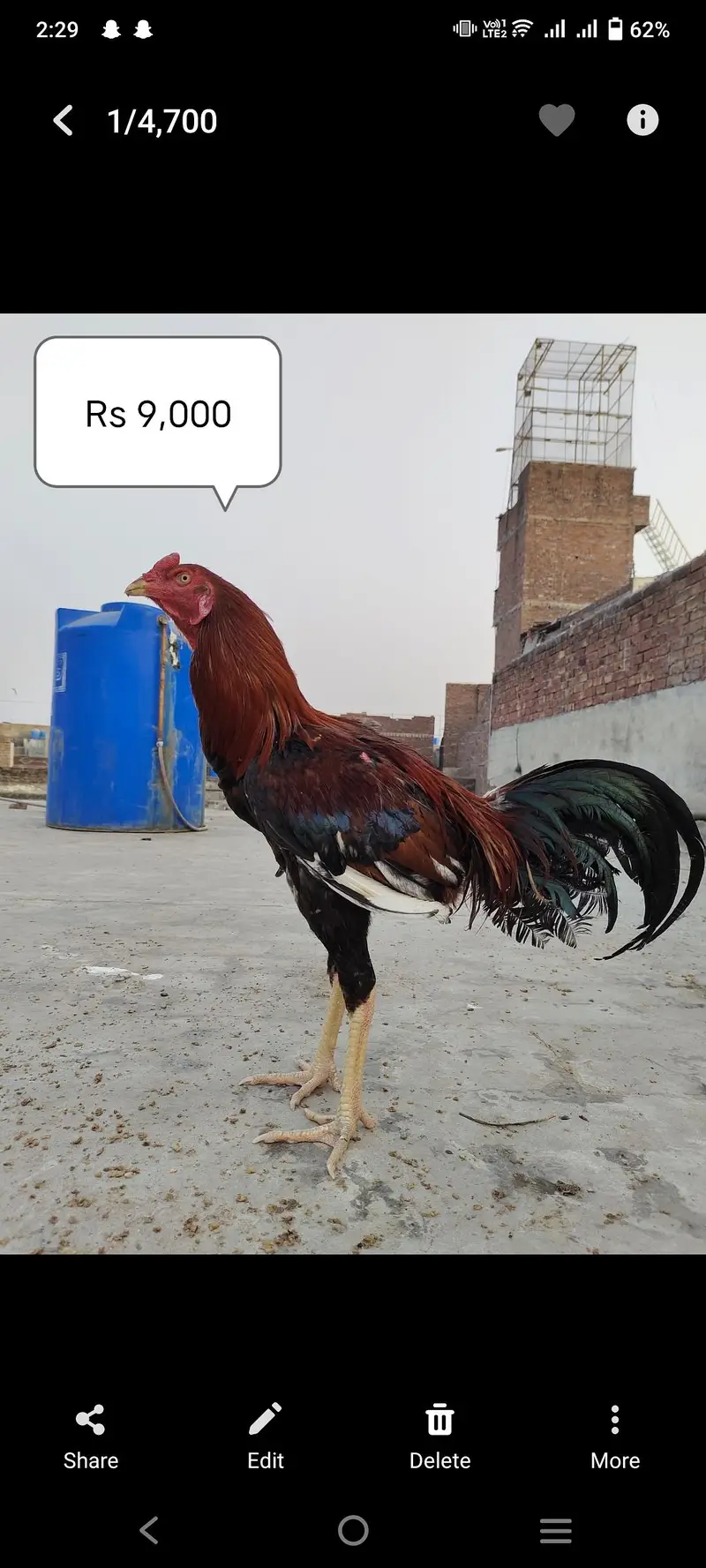 2 male Aseel available reasonable price — photo 2