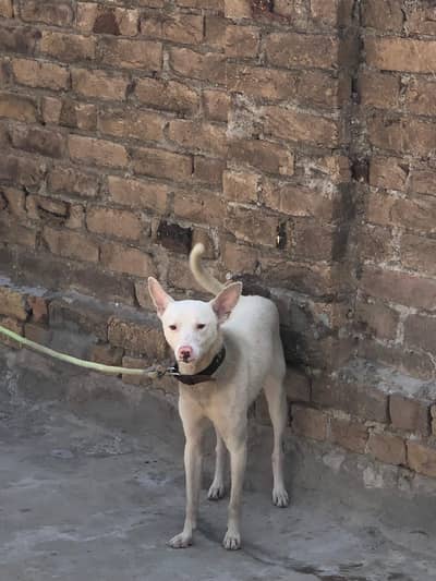 Russian dog single coat pink nose