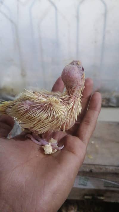 Cocktail Healthy chicks for sale