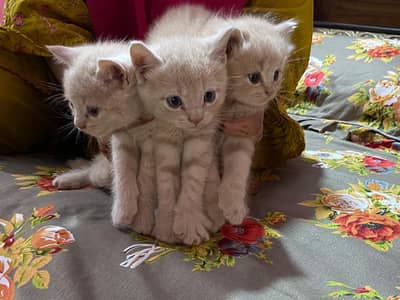 bht cute cats hain