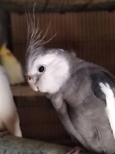 4 Male cocktail / cockatiels single factor dominant silver