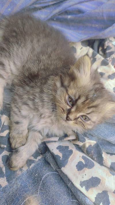 Persian cat |kitten| Triple coated