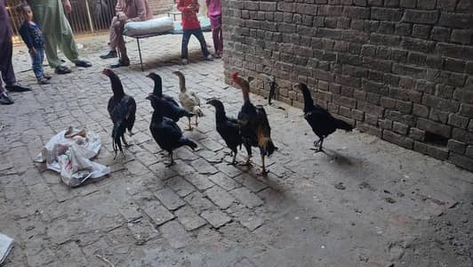 assel kurak murga or murgia for sale