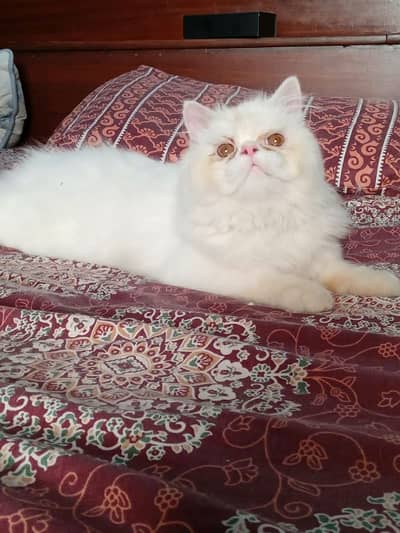 Persian Peki Male Cat