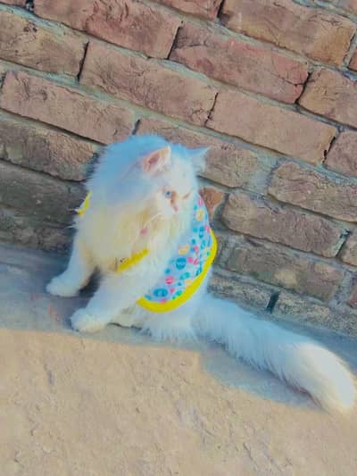 white colour Persian cat pair  double coated