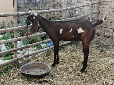 3 goats for sale 150k