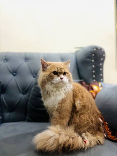 Persian triple coat punch face