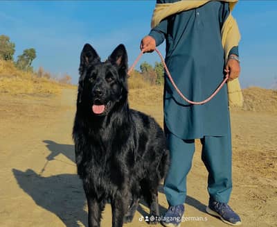 Black German shepherd pink pedigree 2year age