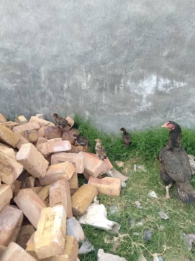 سیل میانوالی مرغی کے پیارے چوزے