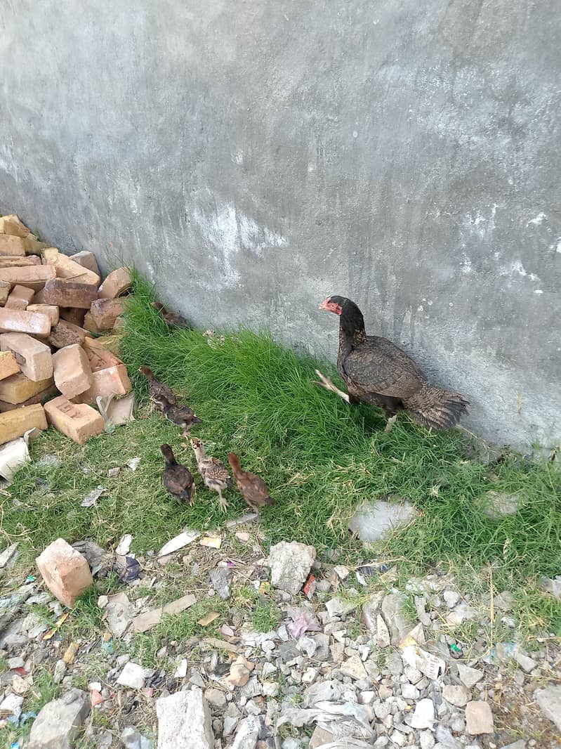 سیل میانوالی مرغی کے پیارے چوزے 2