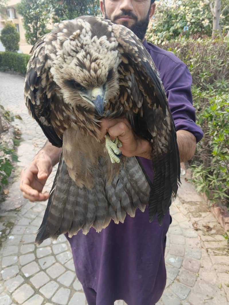 شکریہ عمر 5ماہ  ابھی پوری اڑان نہیں بھرتا 0