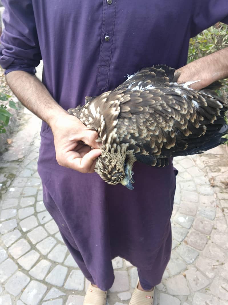 شکریہ عمر 5ماہ  ابھی پوری اڑان نہیں بھرتا 1