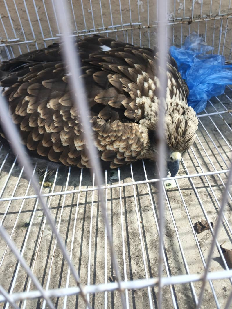 شکریہ عمر 5ماہ  ابھی پوری اڑان نہیں بھرتا 3