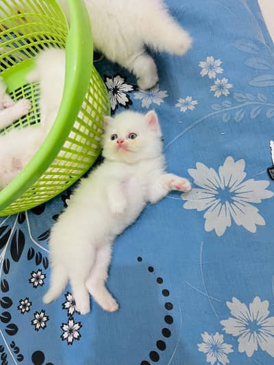 Persian cat for sale my WhatsApp number 0329-26-51-586