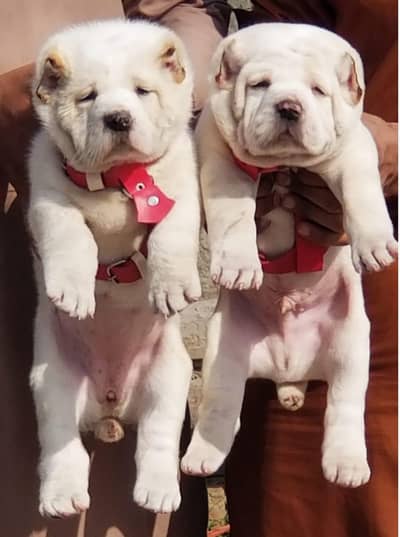Pure Afghan kuchi / top quality security dog /puppies for sale