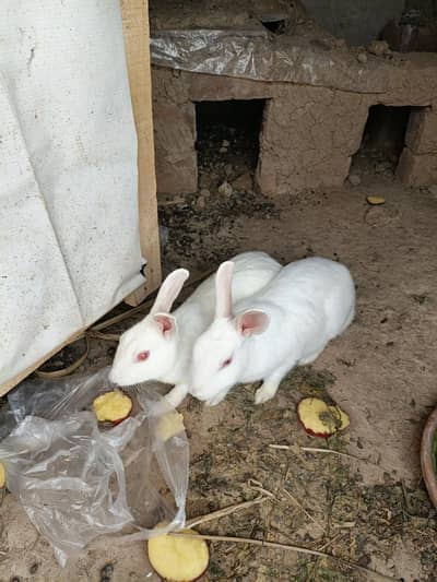 Rabbits 2 females