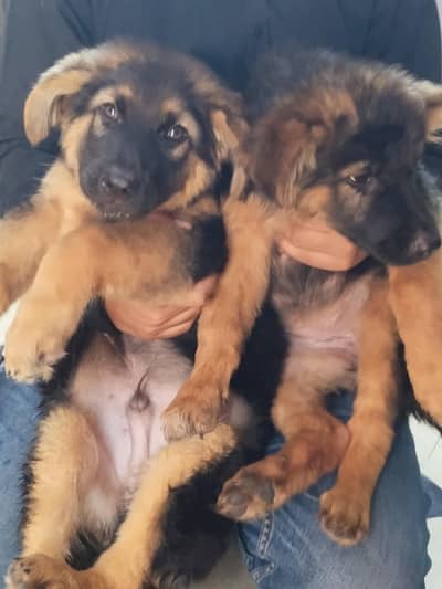 german Shepard puppies