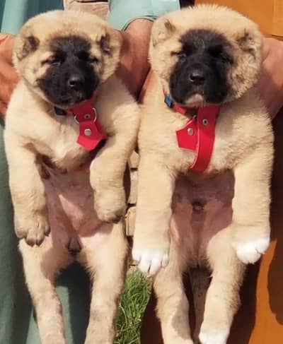 Pure Afghan kuchi / top quality security dog /puppies for sale