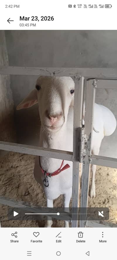 Beautiful pure white turkey dumba