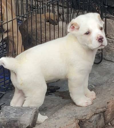 Pure Afghan kuchi / top quality security dog /puppies for sale