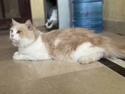 cat pair male and female