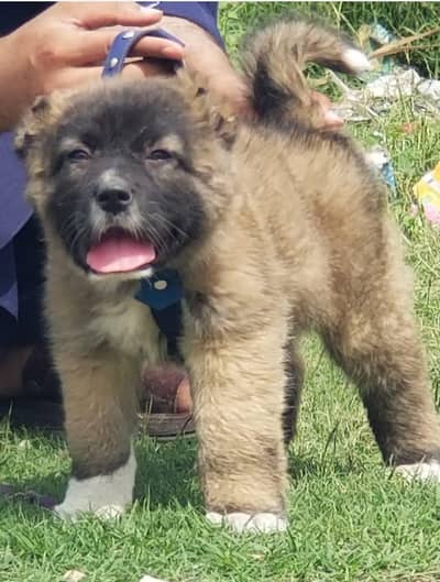 Pure Afghan kuchi / top quality security dog /puppies for sale