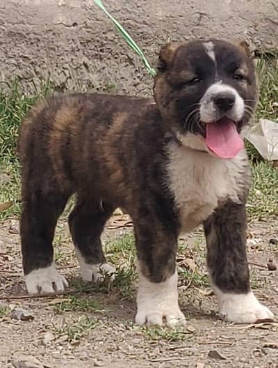Pure Afghan kuchi / top quality security dog /puppies for sale